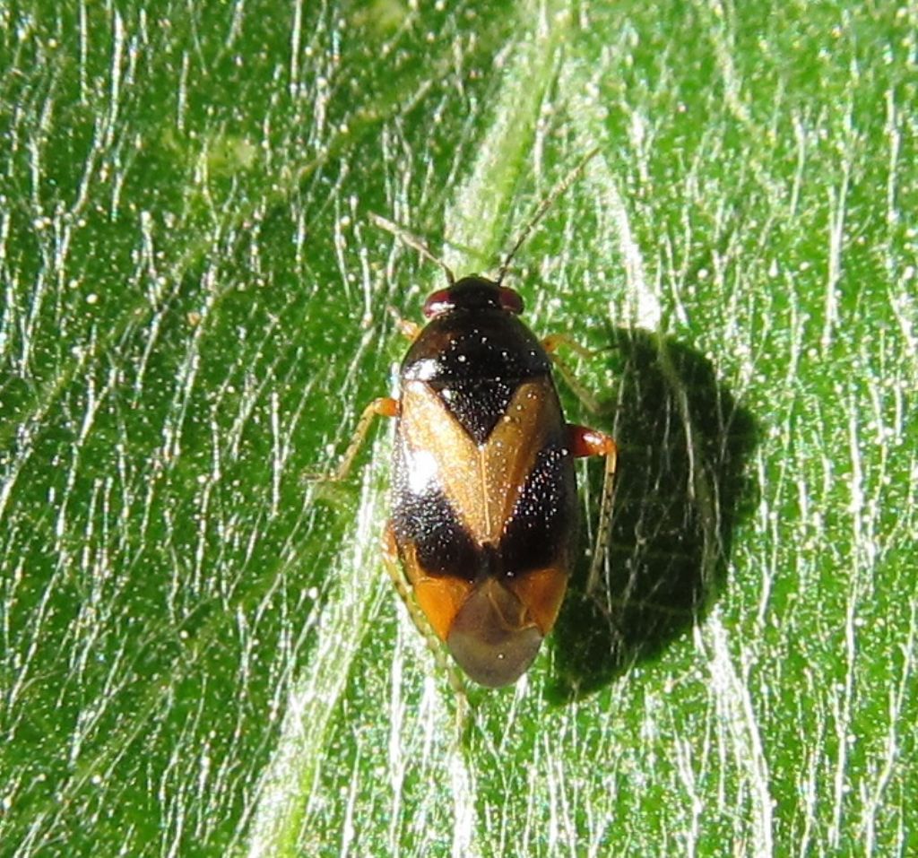 Miridae:Salicarus roseri (f. typica) da Istanbul (Turchia)